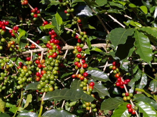 Coffee fruits on a tree